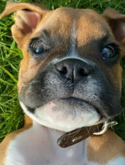 Boxers are big dogs that definitely need exercise for at least an hour every day.