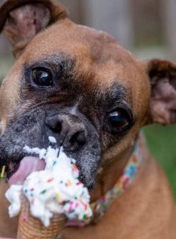 Walking is usually not enough for boxers, it is good if the boxer can do daily jogging.