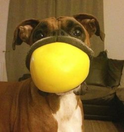 Ideally, the boxer has the opportunity to run in the countryside, although many city apartment o ...