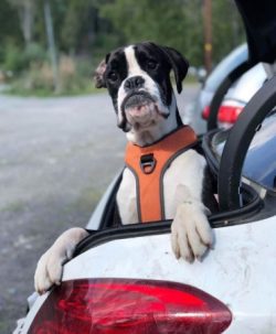Boxers are prone to quite a few health problems. They have been bred for over 100 years and have ...