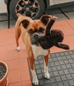 Boxers have been bred for over 100 years and have several appearance disorders.
