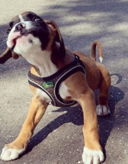Metabolic Disorders: Hypothyroidism, bloating and bowel problems are common in this breed. A wel ...