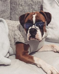 Although these dogs are excellent pets, they tend to fight among themselves, especially if they  ...