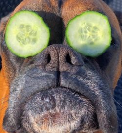 The most serious health concern of this breed is the high incidence of cancer.