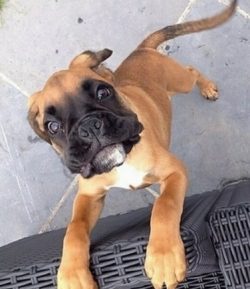 Boxers’ physical appearance embodies strength and power. However, the character of these d ...