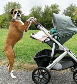 It’s funny, but at first glance, boxers are ideal dogs for the whole family, responsible n ...
