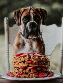 The Boxer is a handsome, strong dog with well-developed muscles. Globally, Boxers are considered ...