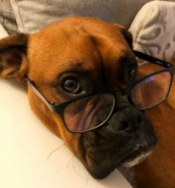 A boxer can be up to 63 cm tall and weigh 30 kg. The boxer’s body is square, the bones are ...