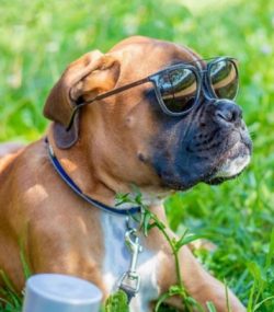 The lower jaw protrudes forward and bends slightly upward, type of bite: undershot. The eyes are ...