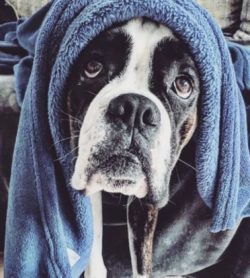 Boxers have a calm, balanced temperament. At home, these pets behave quietly and modestly, and o ...