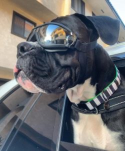 At home, these pets behave quietly and modestly, and on a walk, they gladly join active games an ...
