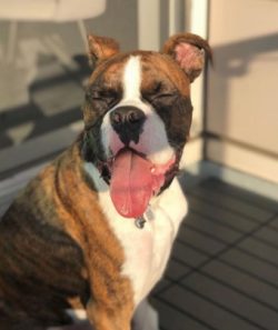 Boxers appreciate the care and always need the attention of the owners, trying to be near their  ...