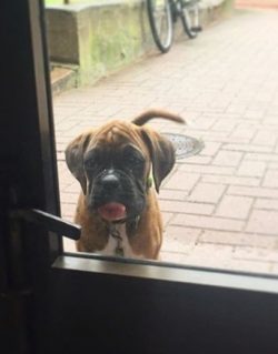Despite their good nature and friendliness to family members, boxers behave rather coldly with s ...