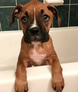 This dog will easily get along in the same house like a cat. But with another dog, it will most  ...