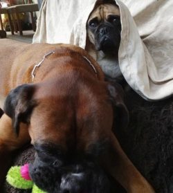 boxers are pretty cunning dogs. Observing family members, they draw conclusions for themselves:  ...
