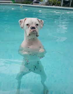 In raising this dog, you need to be consistent and moderately firm.