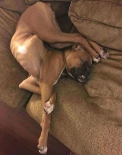 From the first days of the pet’s stay in the house, you need to convey to him what can and ...