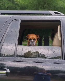 Boxers only show aggression in extreme cases. They never bark and can only bark dully as a warning.