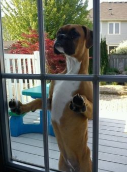 boxers never bark and can only bark dully as a warning.