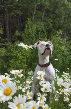 These dogs are naturally curious, quick-witted, brave. They are easy to train, but the approach  ...