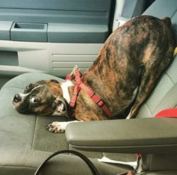 They are easy to train, but the approach to training the dog must be correct.