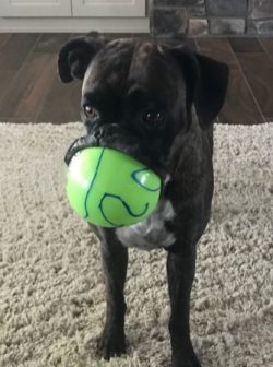 In general, boxers are unpretentious pets. It is a good choice for inexperienced dog breeders an ...