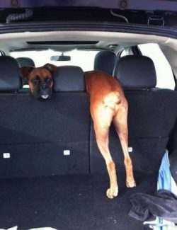 Boxers have a strong, developed body, but the health of these dogs cannot be called titanic.
