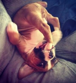 it is better to refuse long walks on rainy and cold days, and upon arrival home, the pet’s ...