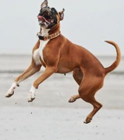 In good weather, long walks and strong physical activity are a must for a boxer. This is the key ...