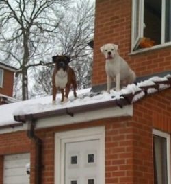 The sensitive eyes of the dog require increased attention. Redness of the eyes is often observed ...