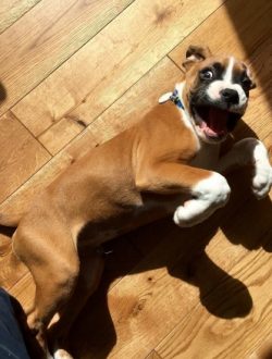 Unfortunately, boxers do not live very long, usually up to 10 years. However, in some cases, wit ...