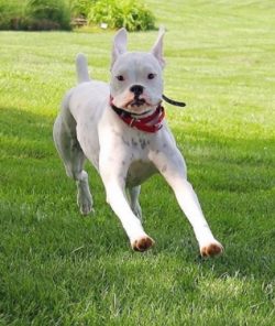 The ancestors of the boxers were the Bullenbeisers, who were used for hunting and bull-baiting.  ...