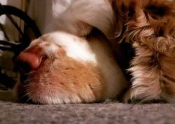 They are intelligent and in the right hands, easy to train 