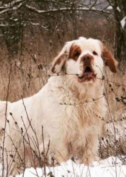 Clumber Spaniels are quite unique with their lovely white coats and orange or lemon markings. Th ...