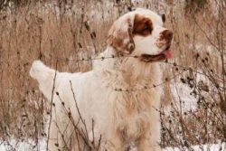 Over the years, these good-natured dogs have found their way into the hearts and homes of many p ...