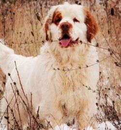 The Clumber Spaniel has an interesting history and boasts being one of the oldest spaniel breeds ...