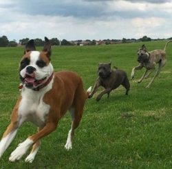But Bullenbeisers only vaguely resembled modern boxers. The breed we know today began to form on ...