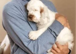 Clumber Spaniels were also bred by King George V and many of his dogs were destined to become ch ...