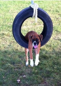 It is believed that in the 19th century German and English Bulldogs were involved in breeding wo ...