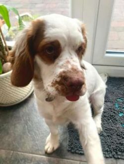 Today, the Clumber Spaniel is again becoming a popular choice as a family pet, show dog and comp ...