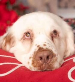 Anyone wanting to share a home with a Clumber Spaniel would need to go on a waiting list for the ...
