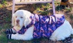 Traditionally, a Clumber Spaniel’s tail was always docked, but since the law banning the p ...