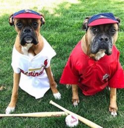 With the ban on dog fighting, the fighting qualities of the breed became irrelevant, and breeder ...