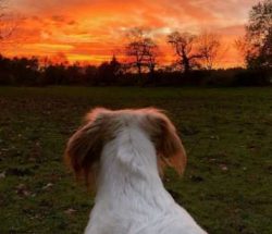 Clumber Spaniels are the heavier than other spaniels and they boast having a dense and silky coa ...