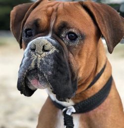 boxers have completely retrained into good pets and ideal companions. 