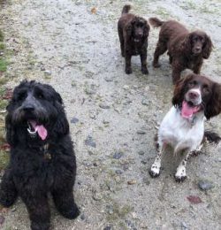 When a Clumber Spaniel moves, they do so effortlessly with a nice straight gait both in their fo ...