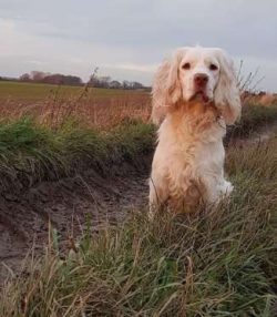 The Kennel Club frowns on any exaggerations or departures from the breed standard and would judg ...
