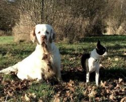 The Kennel Club frowns on any exaggerations or departures from the breed standard and would judg ...