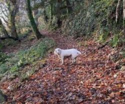 The Clumber Spaniel is the ideal choice for the first-time owner because not only are these dogs ...