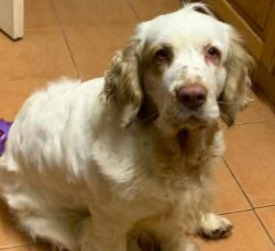Because these dogs form very strong bonds with their family, they can suffer from separation anx ...